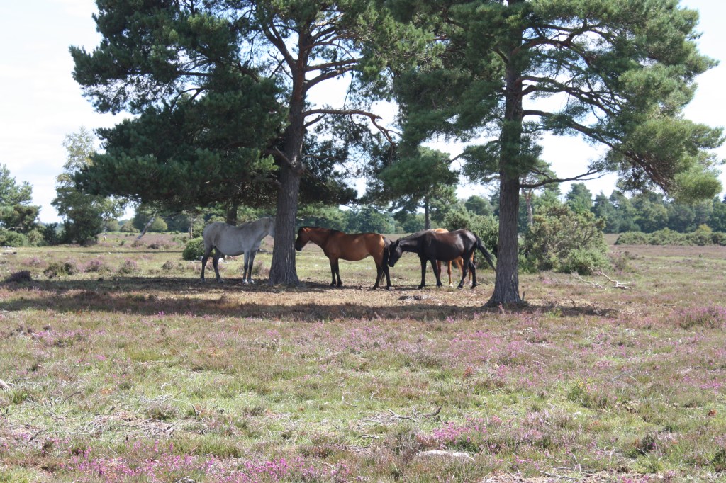 This image has an empty alt attribute; its file name is img_4265.jpg